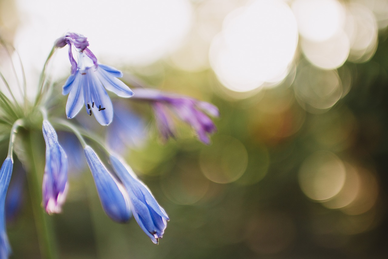 Image - blue petal flower bokeh