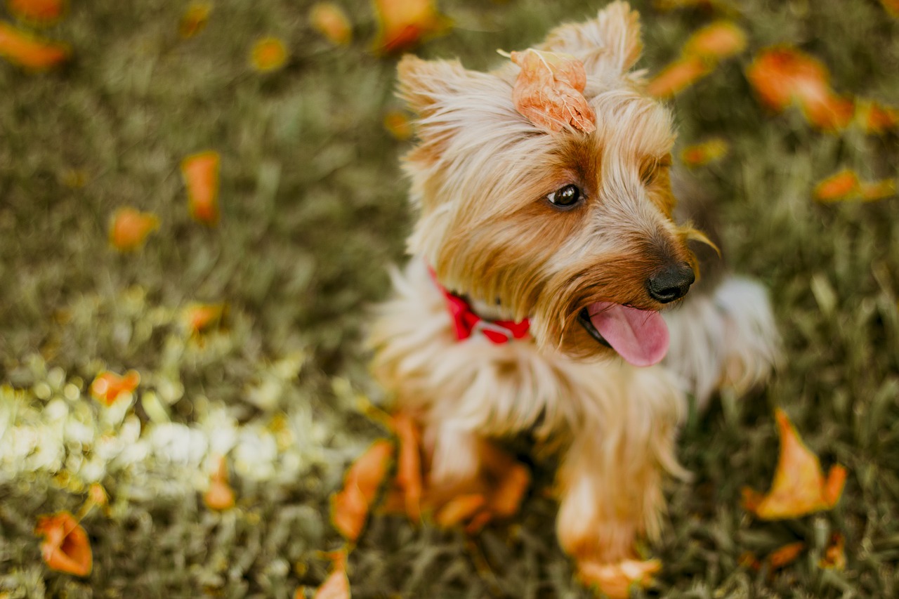 Image - blur bokeh playground dog puppy