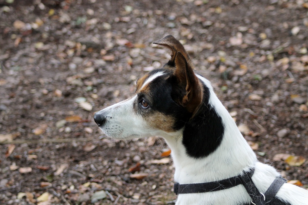 Image - dog puppy animal white stray