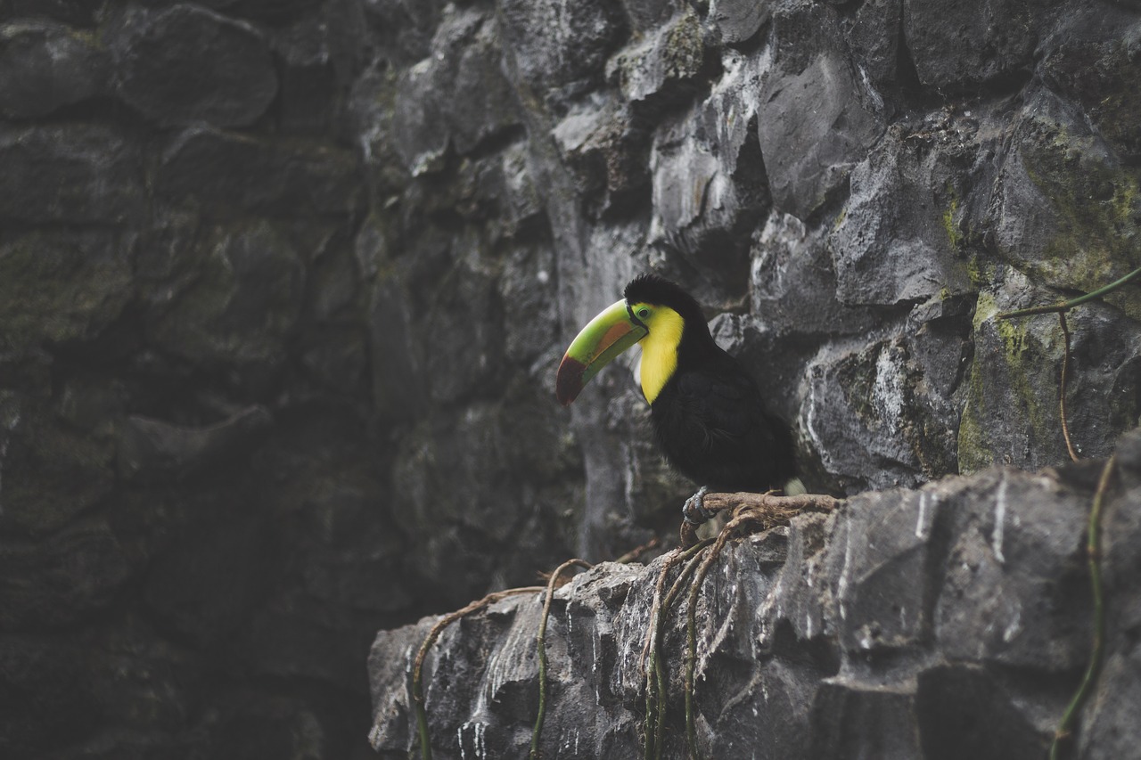 Image - bird beak feather animal fly rock