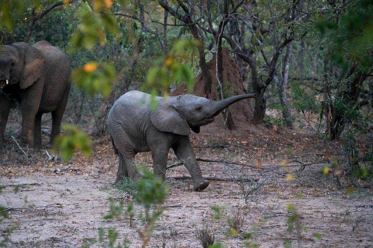 Image - elephant animal woods forest
