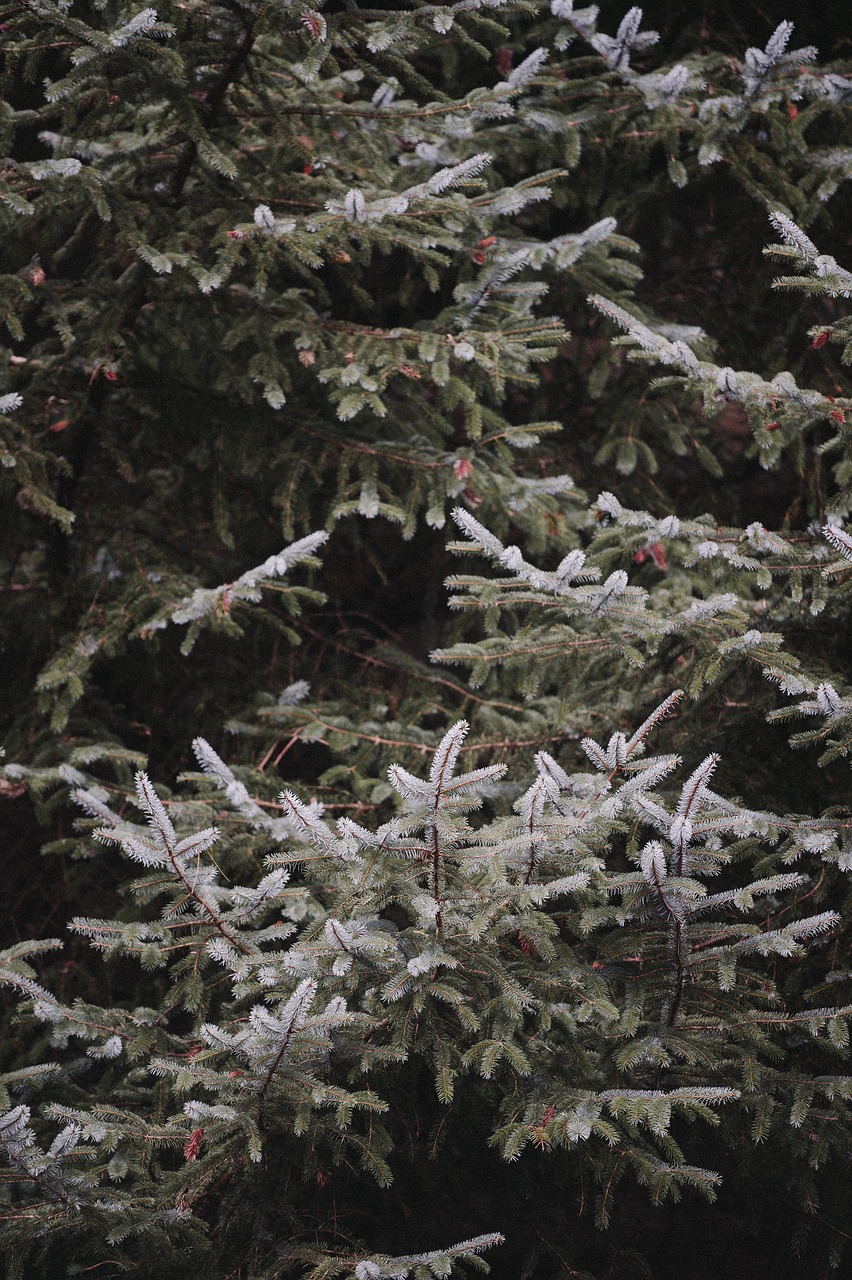 Image - plants trees pine leaves frozen