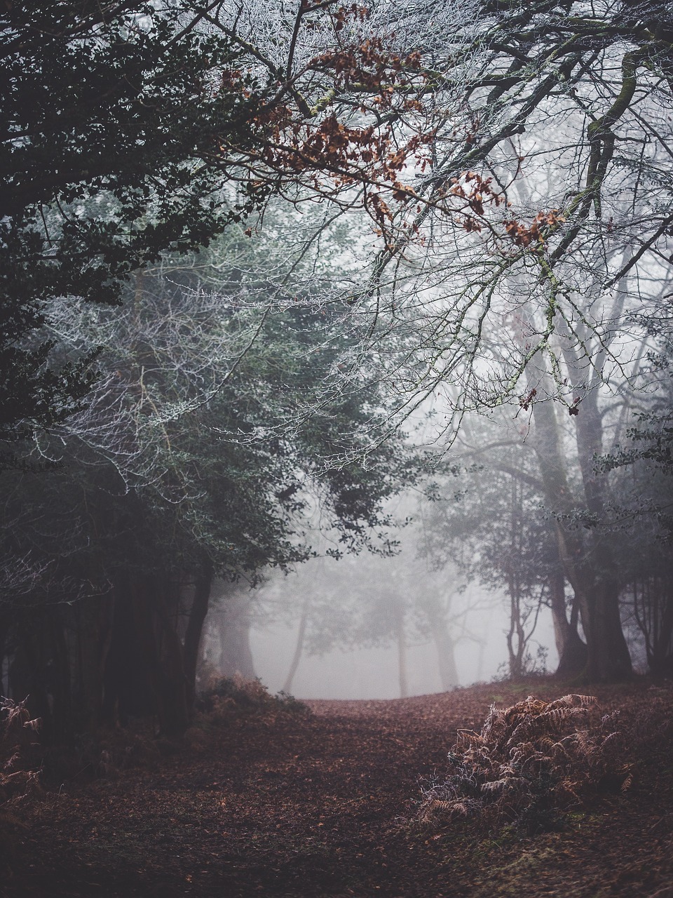 Image - plants trees pine grass dry