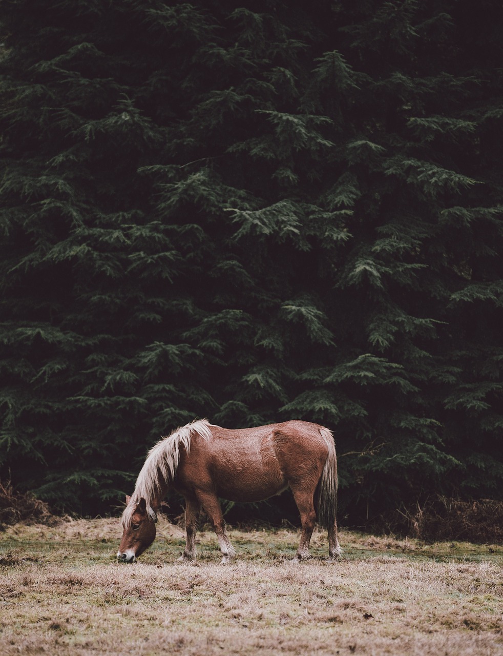 Image - animal horse plants grass trees