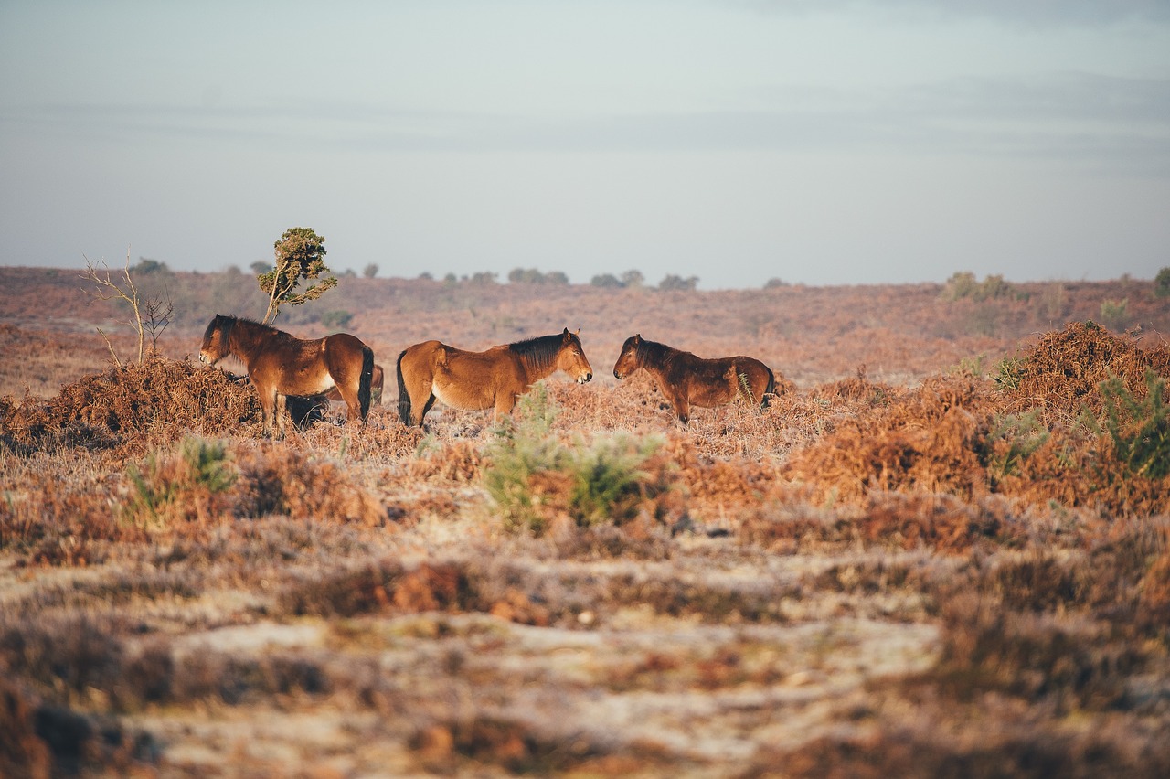 Image - animals horse plants grass field