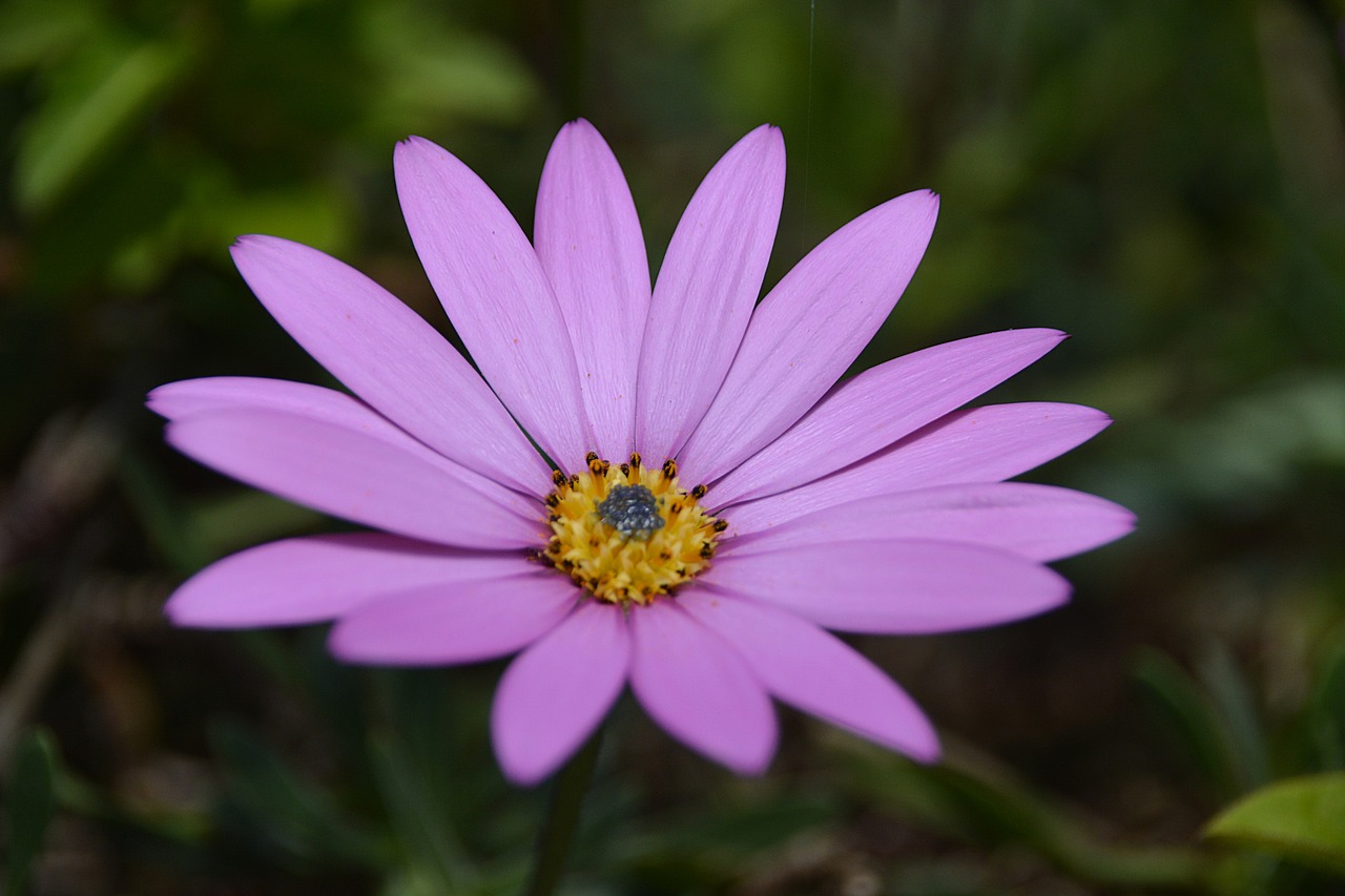 Image - bokeh blur flower garden lavender