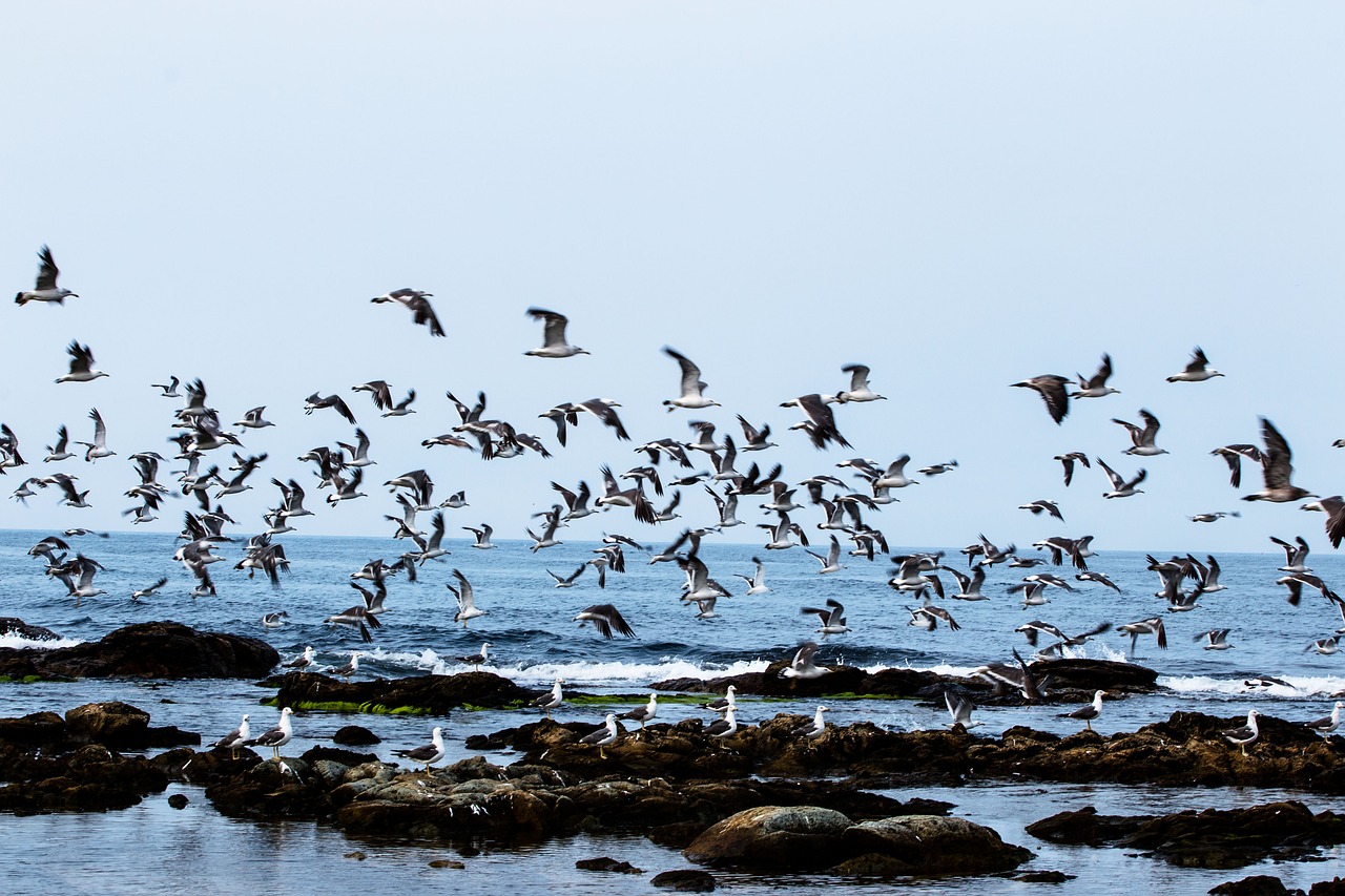 Image - birds nature beach homigot sea