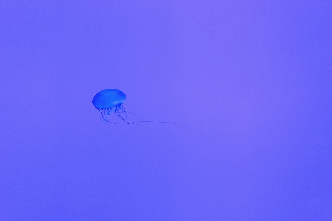 Image - jellyfish underwater deep sea