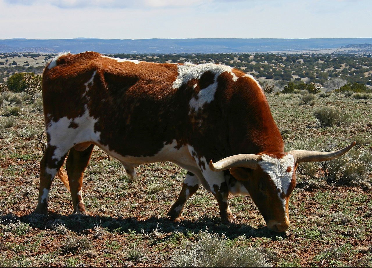 Image - bull cow cattle bovine grazing