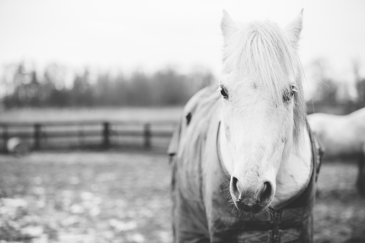 Image - horse animal snout farm plants