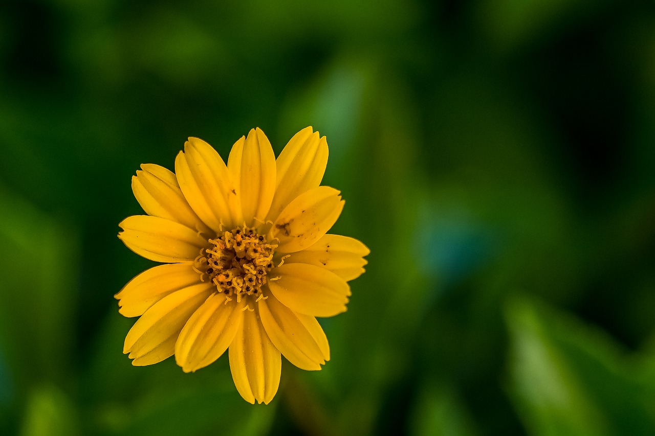 Image - plants flower sunflower bokeh blur