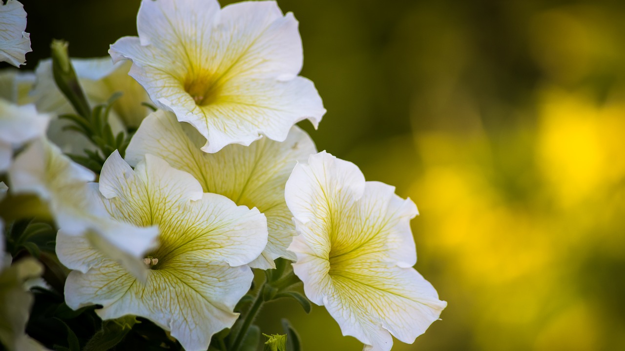 Image - plants flower bokeh blur decor