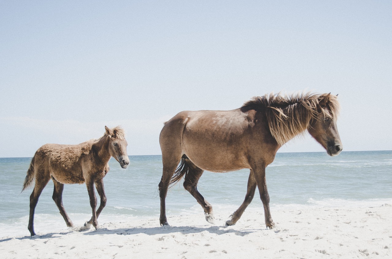 Image - horse animal brown beach clouds