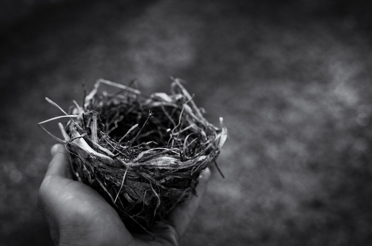 Image - nest people man bird monochrome