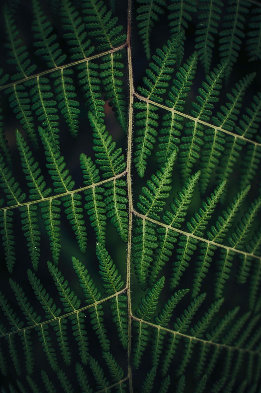 Image - leaves nature plant green veins