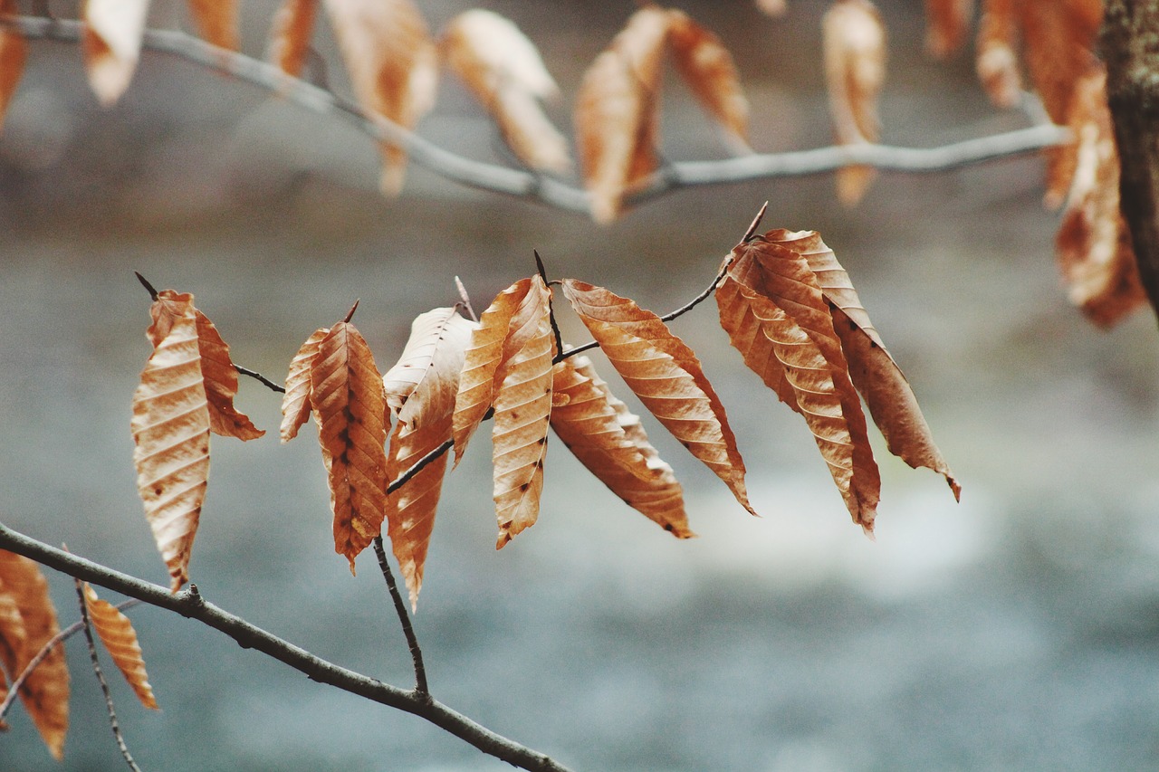 Image - leaves nature dried summer