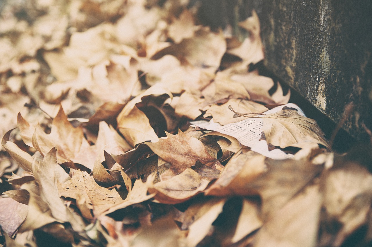 Image - leaves dried autumn fall summer