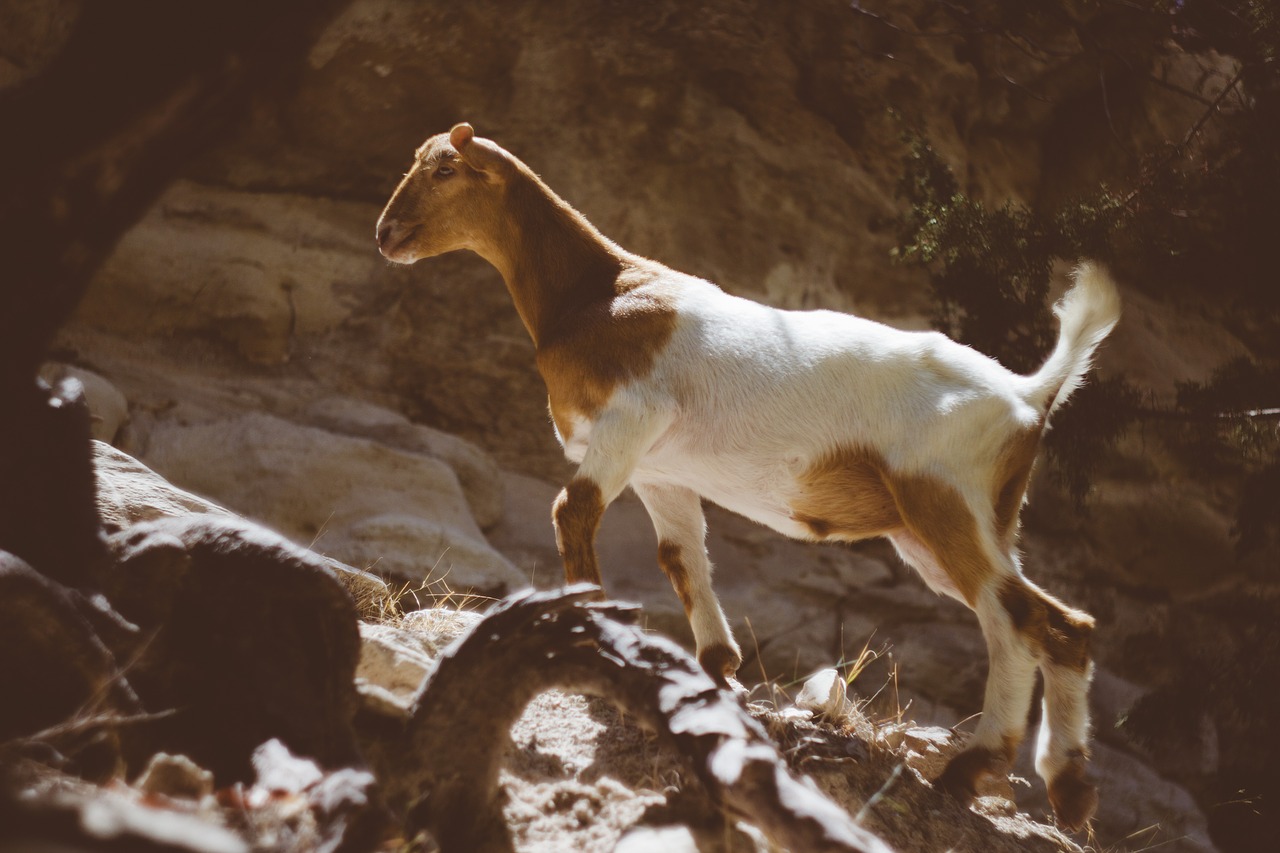 Image - goat animal wildlife stone alone