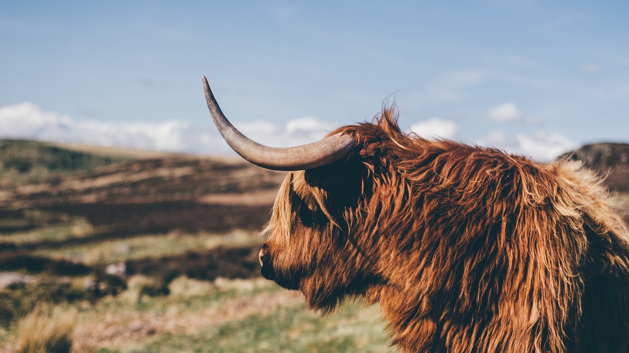 Image - animal cattle grass landscape horn