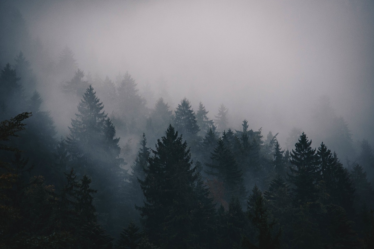 Image - fog cold trees pines mountain