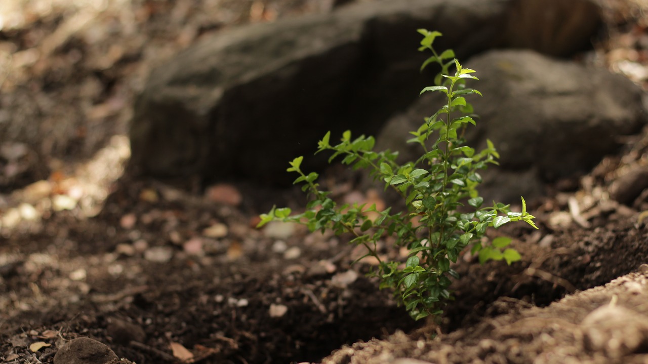 Image - plant nature forest chile