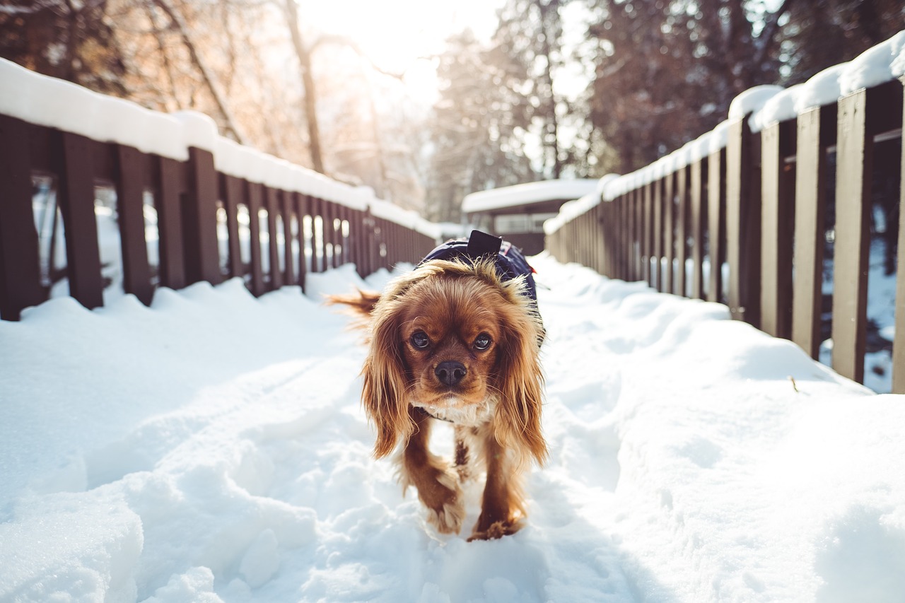 Image - animal dog pet friend snow trees