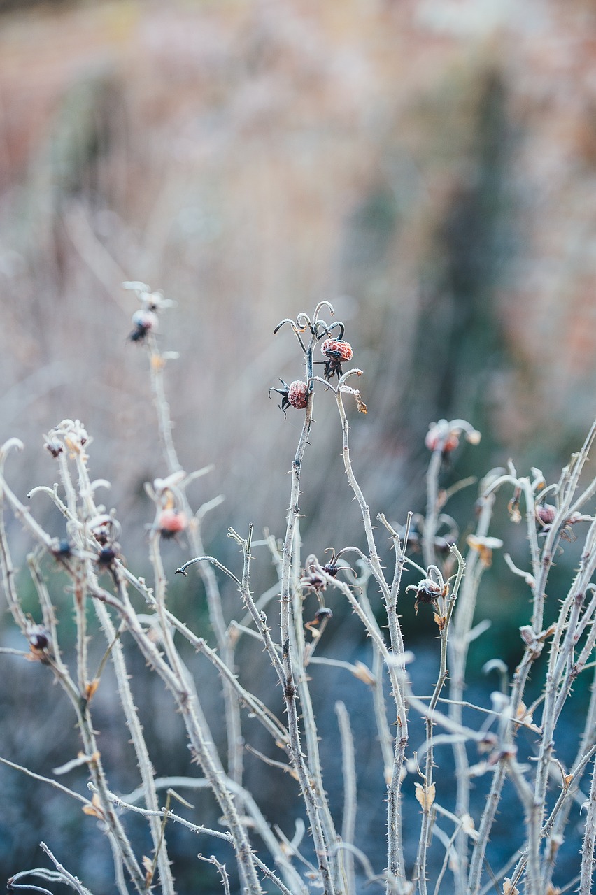 Image - branches stem thorn nature plant