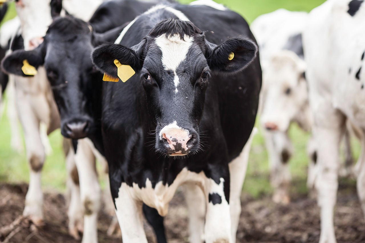 Image - cow animal milk farm ears herd