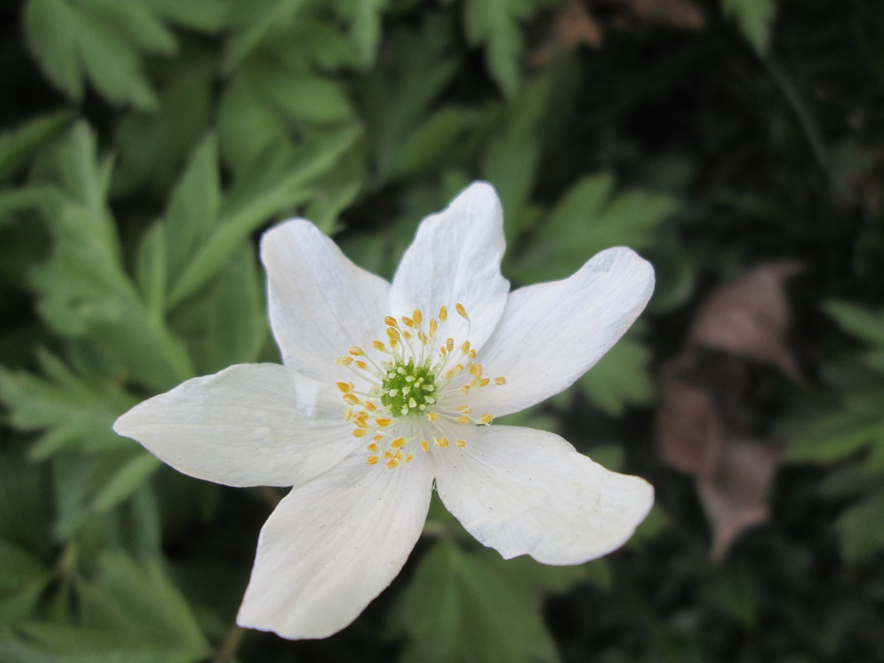 Image - wood anemone spring anemones