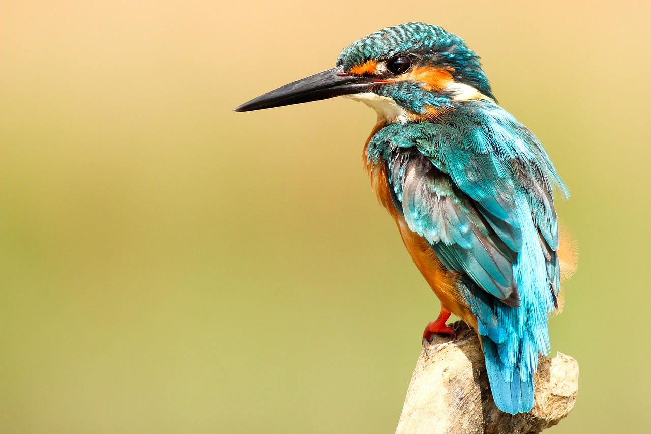 Image - bird beak feather animal fly