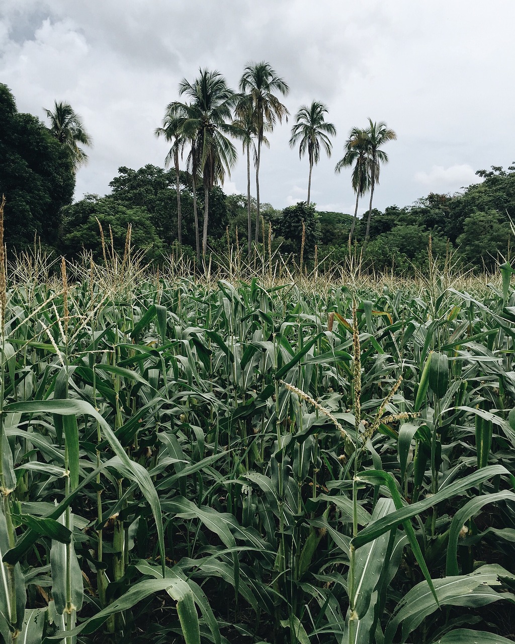 Image - coconut trees corn plants sky