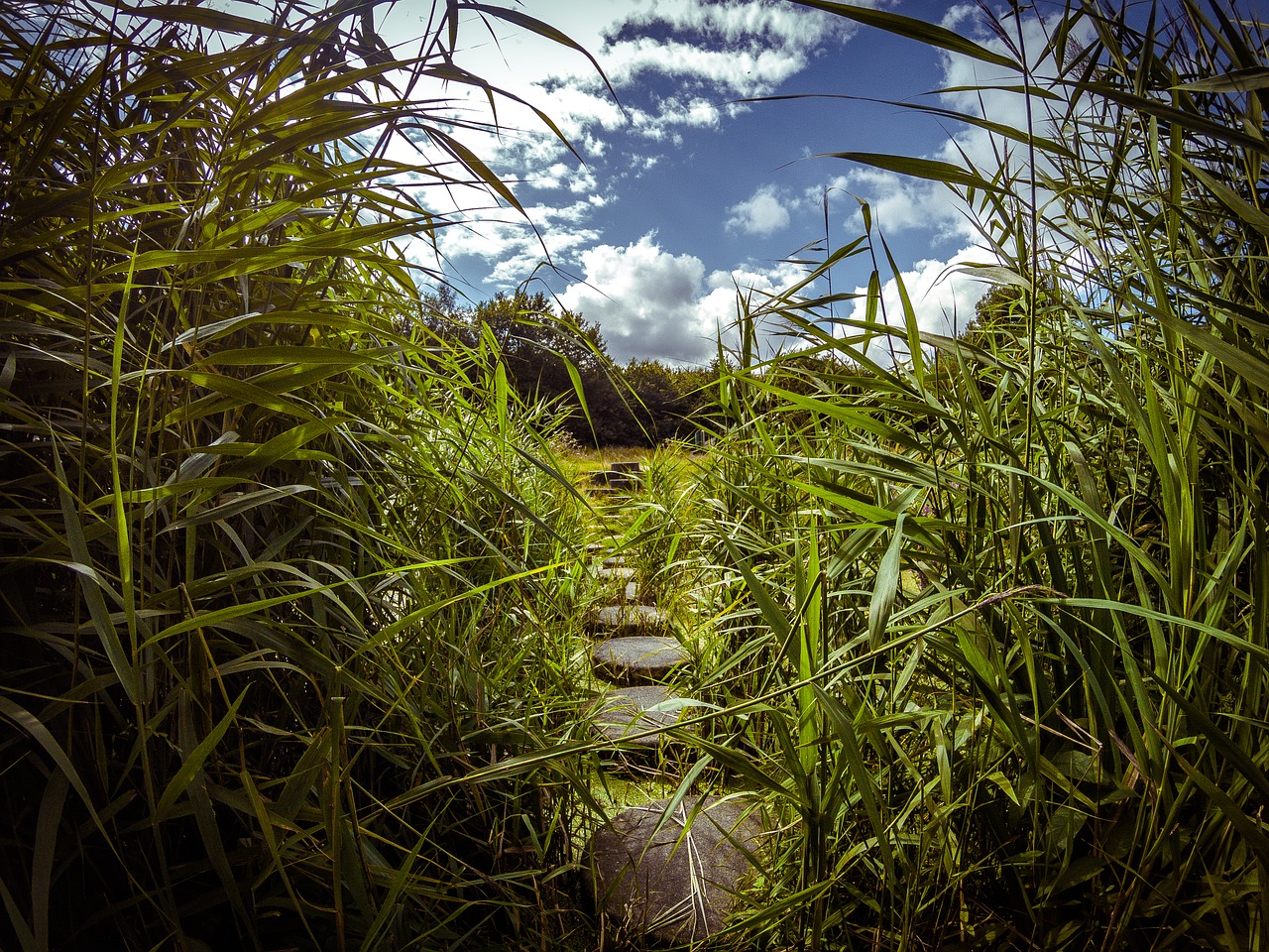 Image - path water stones reed green