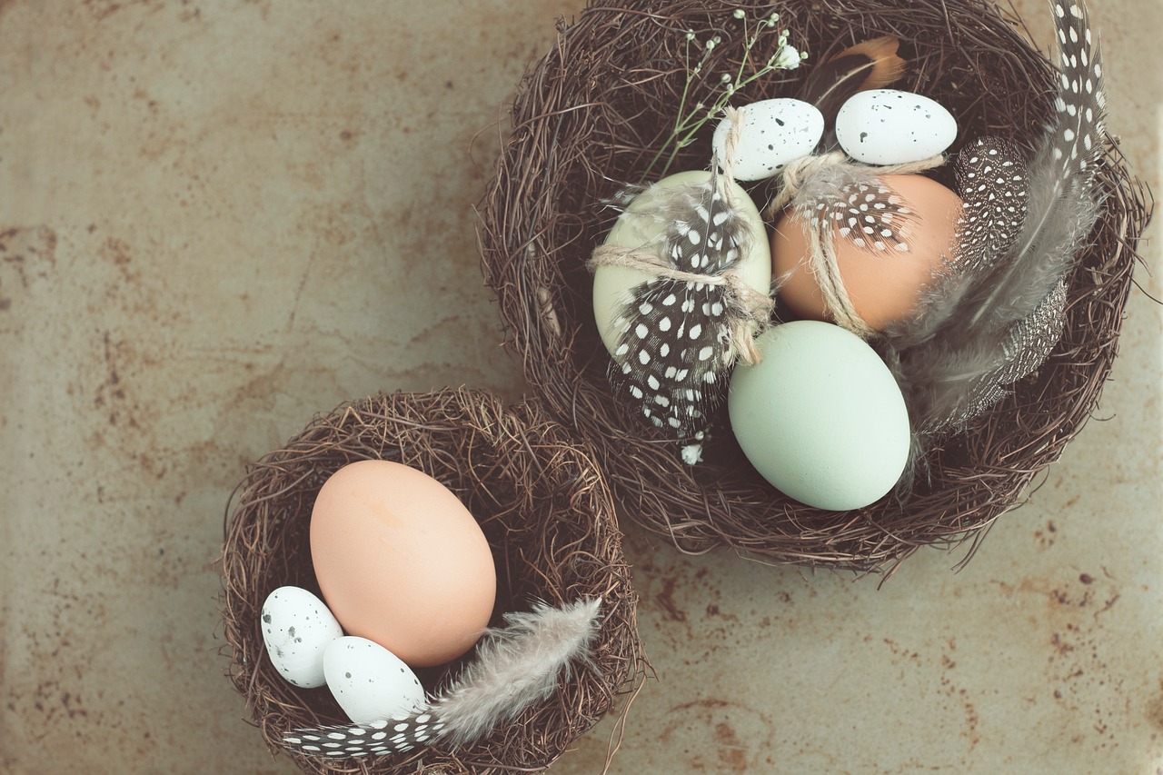 Image - egg nest bird baby feathers