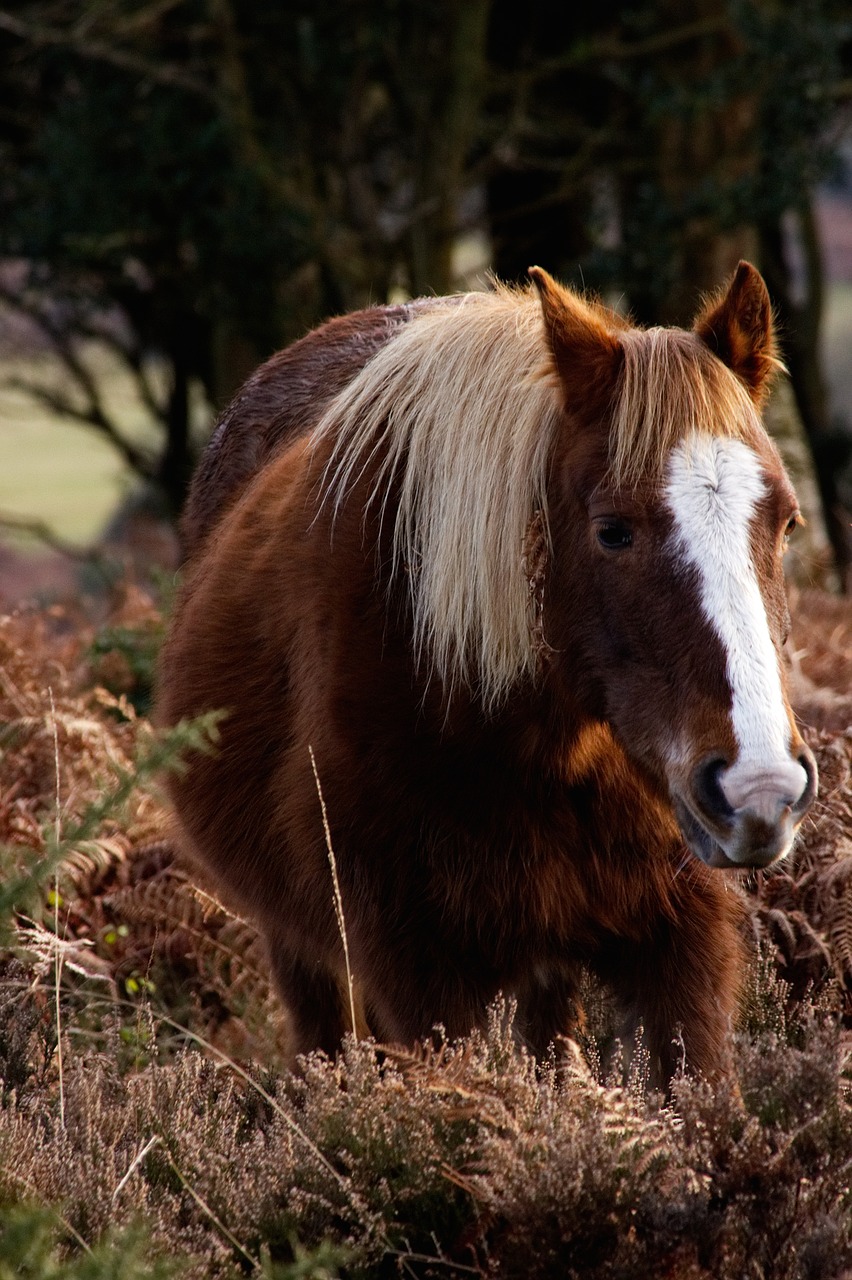 Image - horse animal brown grassland plant