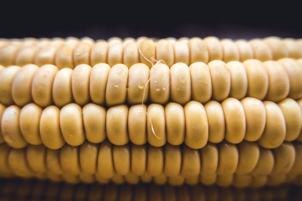 Image - corn cob sweet fresh sweetcorn