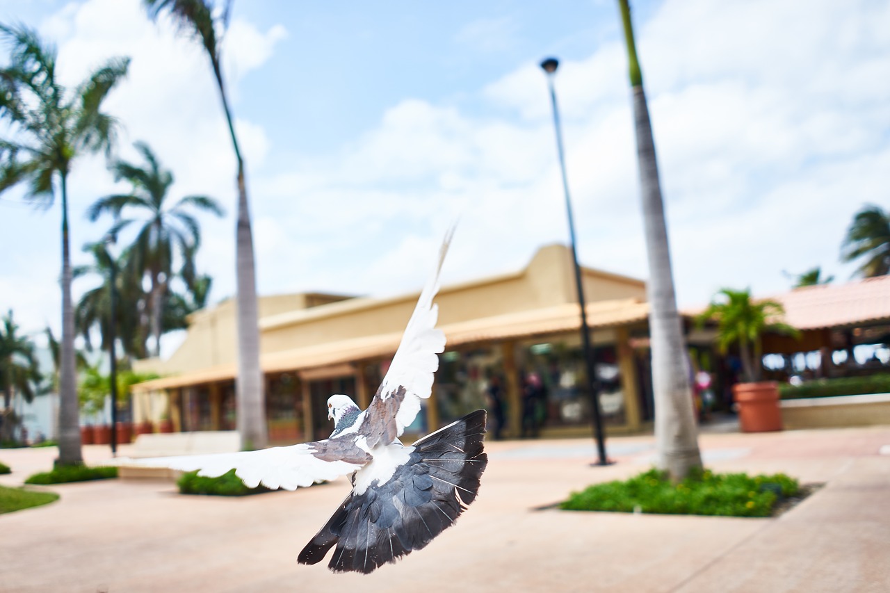 Image - bird wings flying trees dove