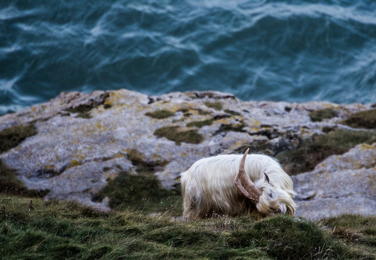 Image - animal grass herbivore water ocean