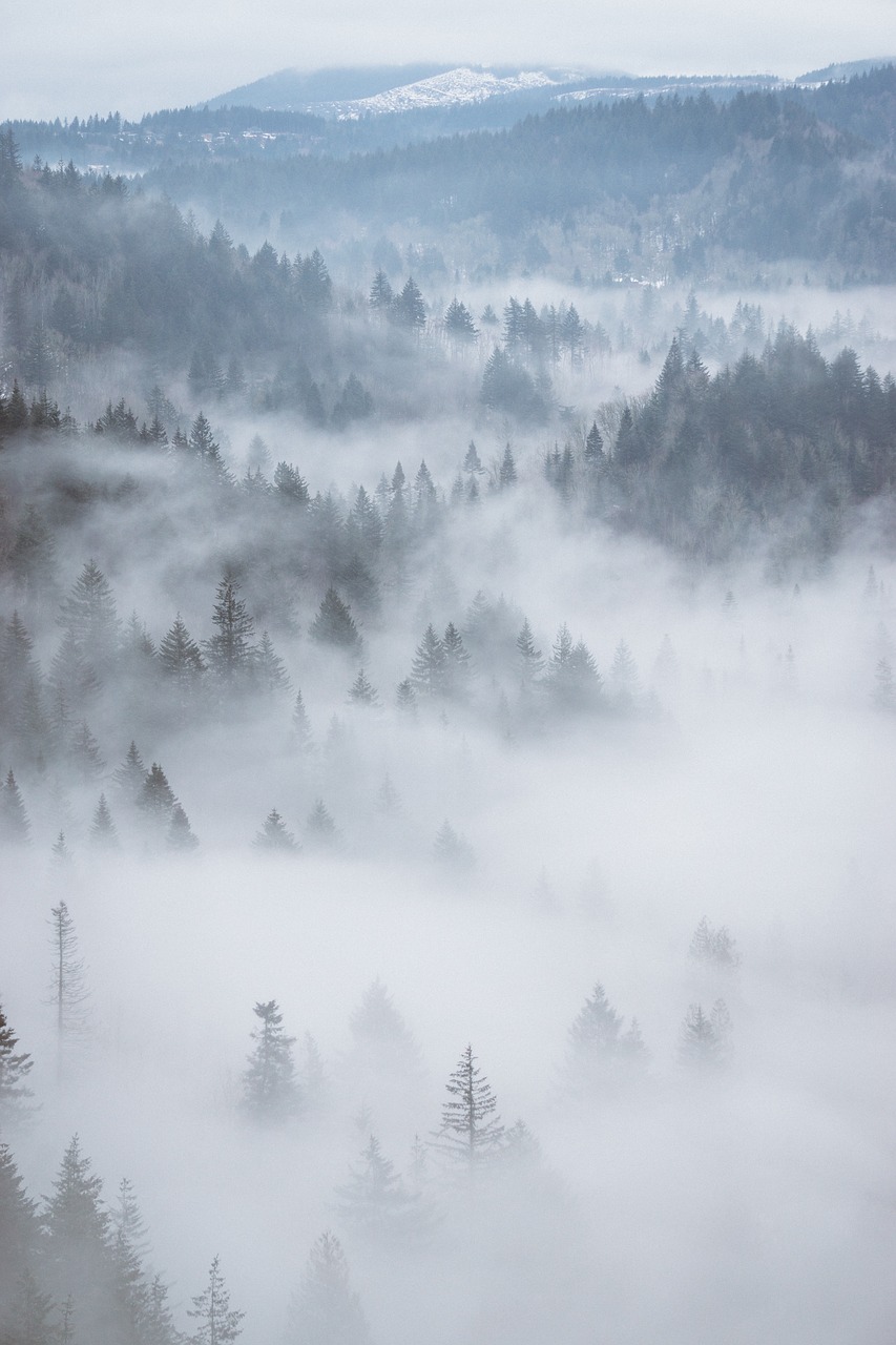 Image - aerial fog forest woods trees