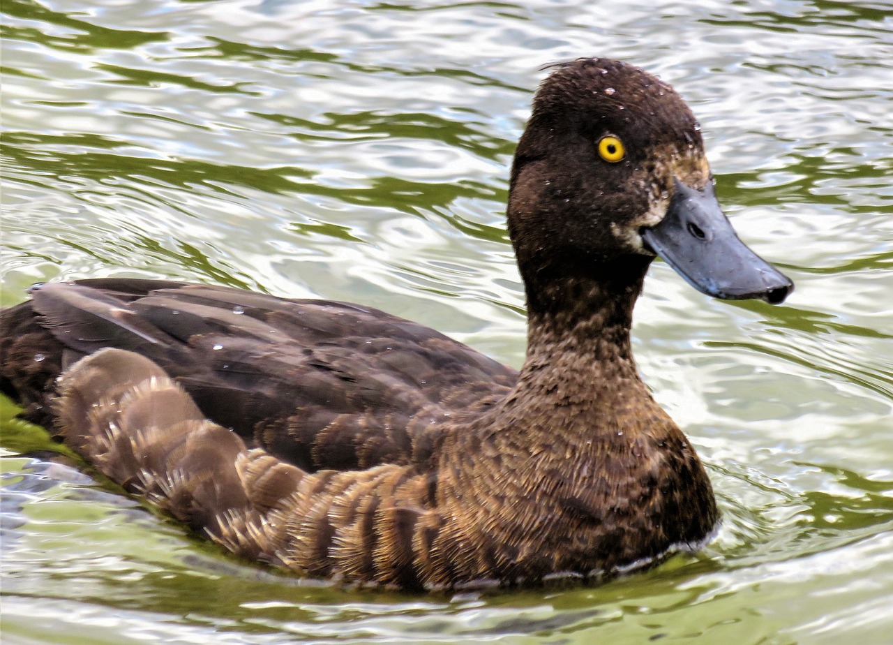 Image - animal duck diving duck water bird