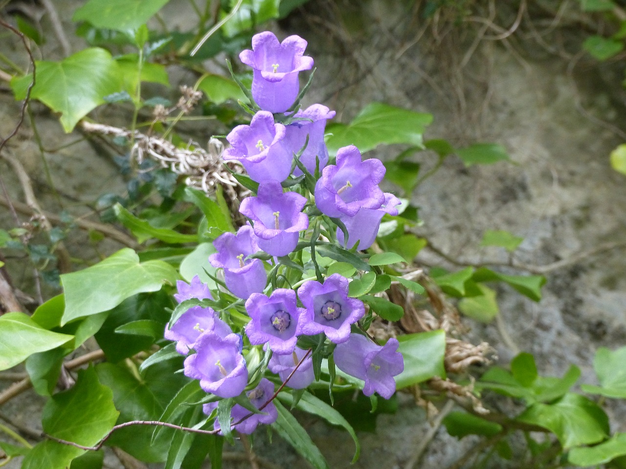 Image - bellflower nature flowers purple