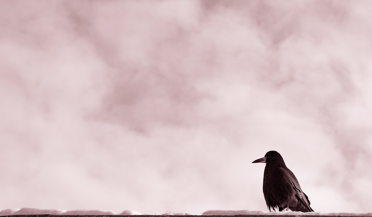 Image - clouds sky aerial bird black