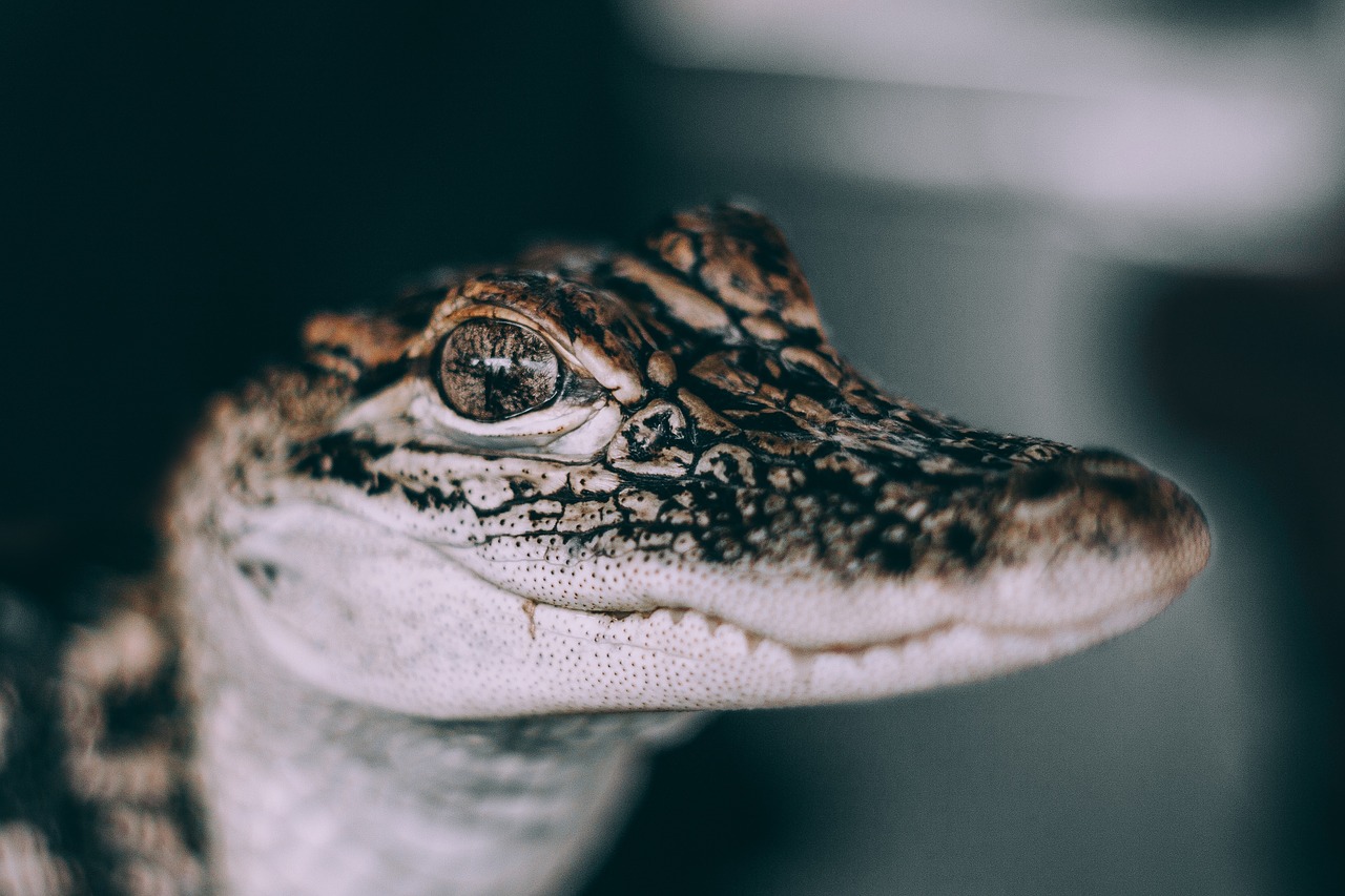 Image - snake wildlife poison eyes