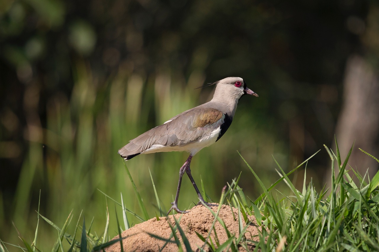 Image - bird fly animal beak grass green