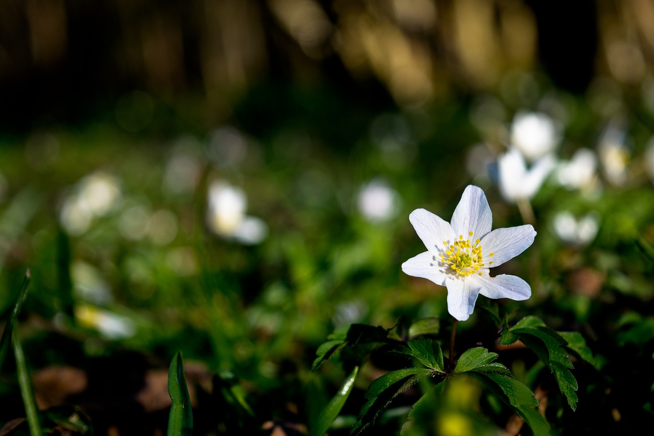 Image - wood anemone white flower summer