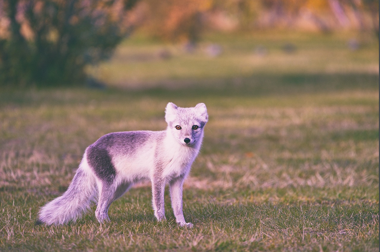 Image - animal dog grass trees green