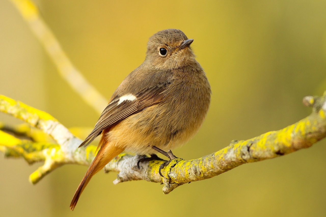 Image - bird yellow branch nature bokeh