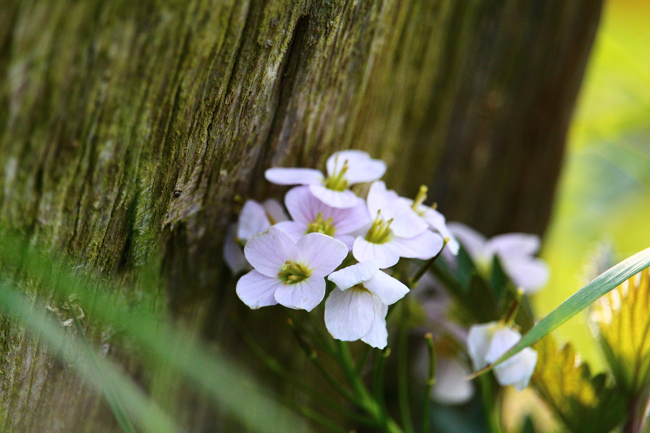 Image - flower fence smock plant summer