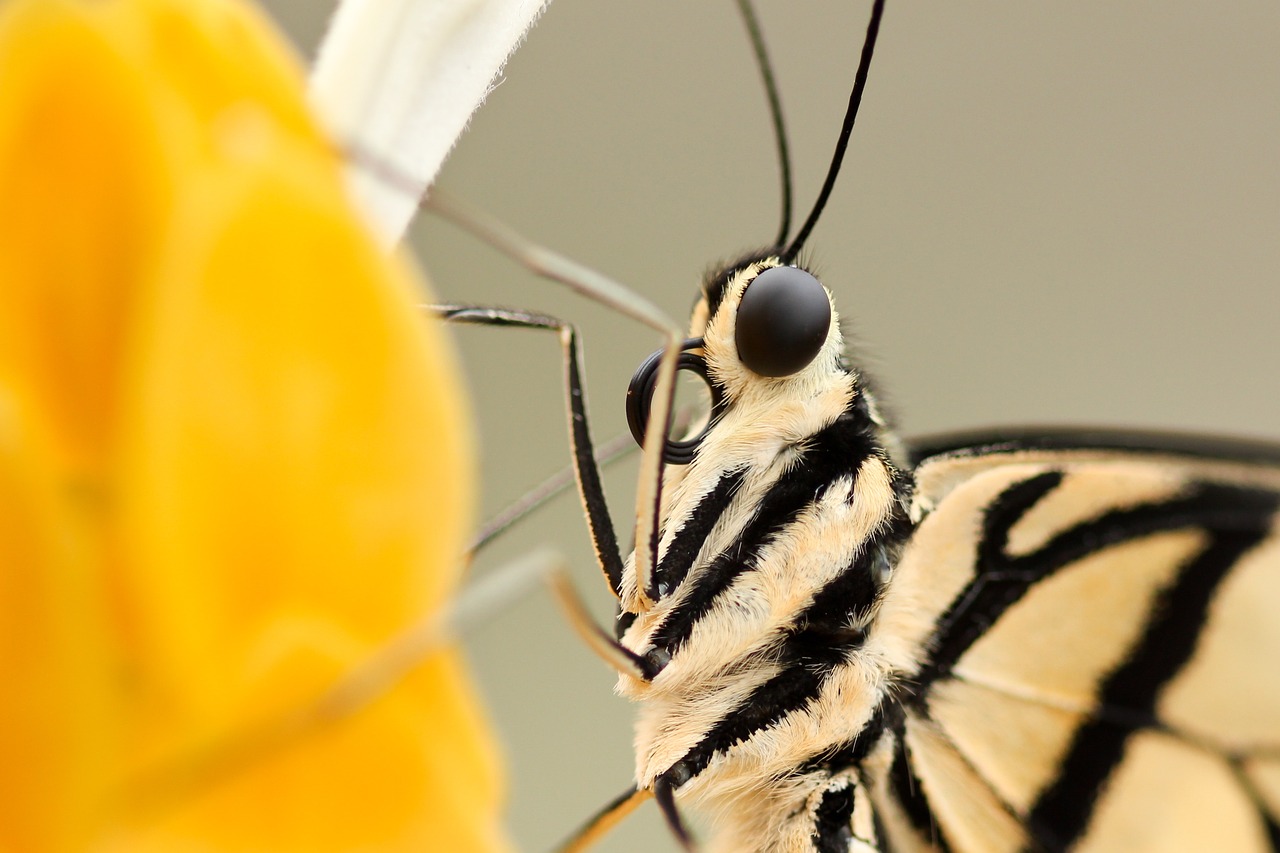 Image - insect butterfly closeup flower