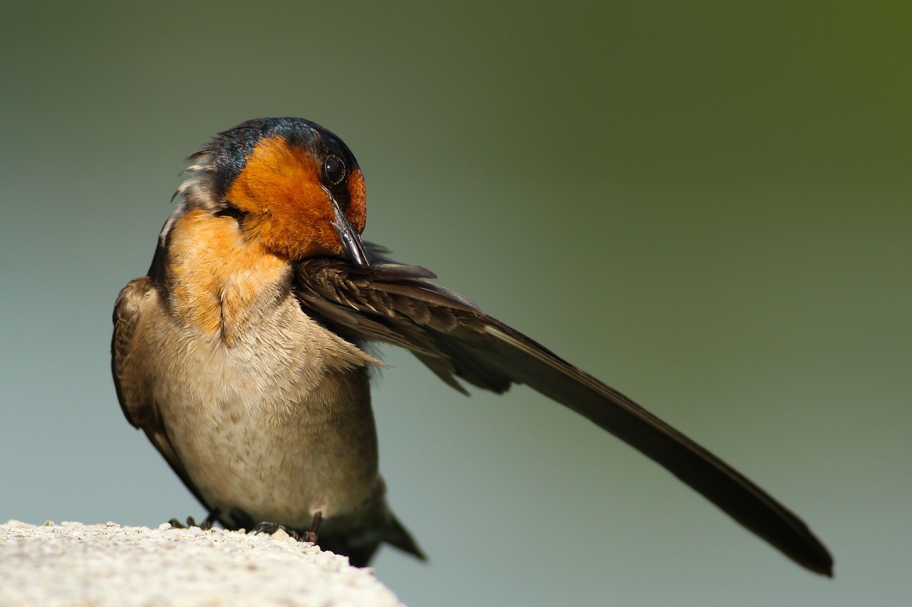 Image - bird wings beak grooming bokeh