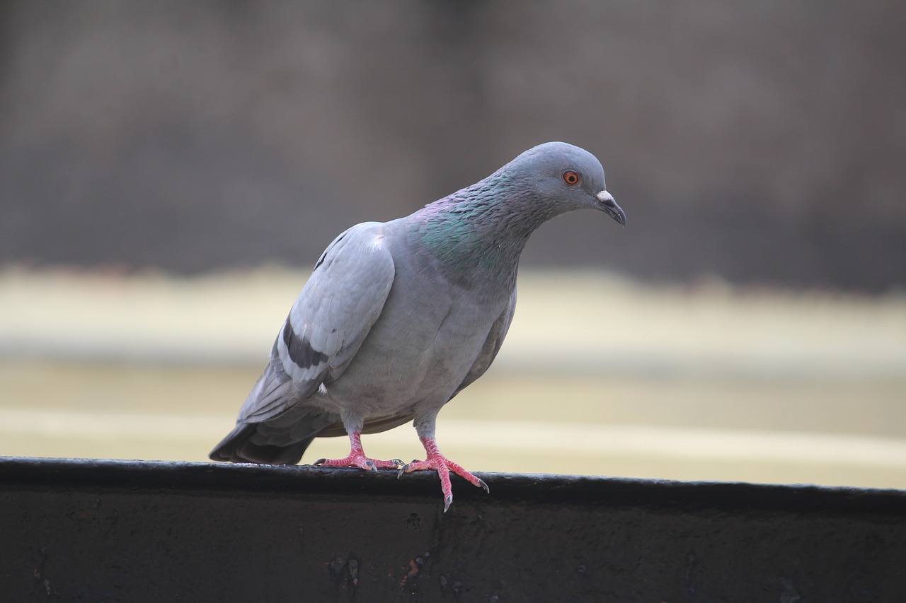 Image - pigeon columba looking for food
